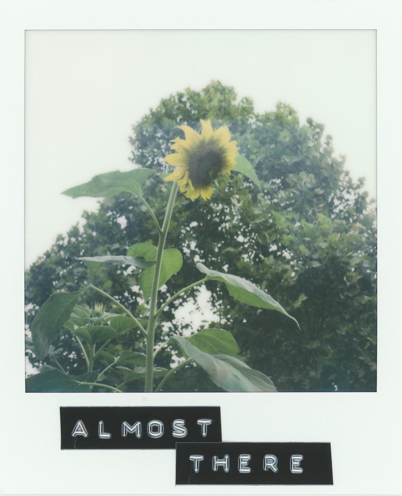 a polaroid photograph of a sunflower almost completely open. two scraps of black label with white letters are stuck to the bottom of the image. they read: almost there