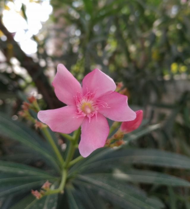 A pink flower on a tree. The flower is focussed and the background is blurred. A pink flower on a tree. The flower is focussed and the background is blurred.