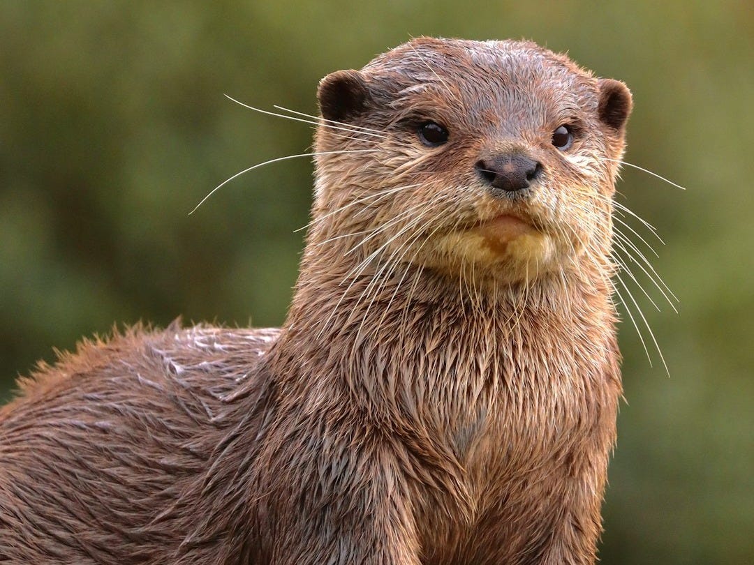 a wet otter sitting on top of a rock a wet otter sitting on top of a rock