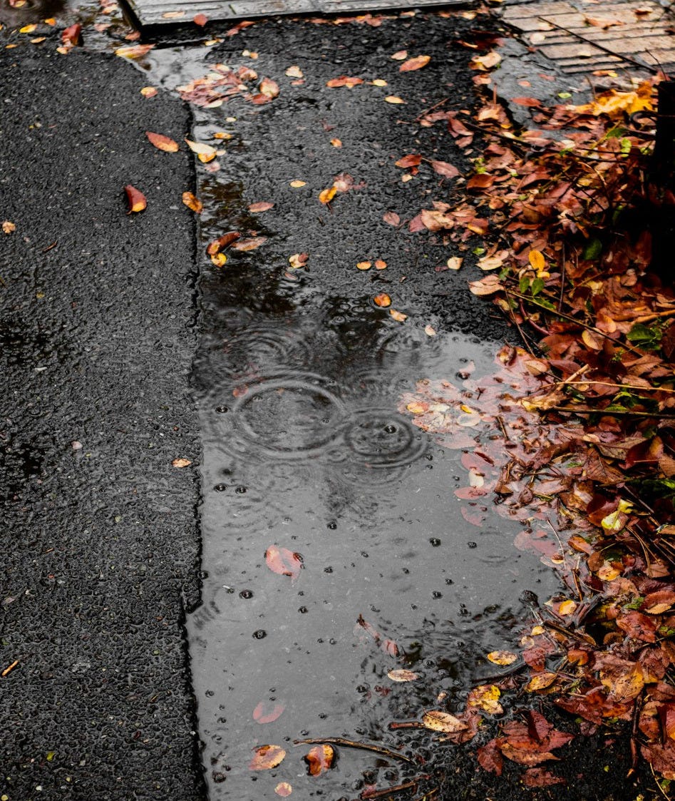 a sidewalk with leaves on the ground a sidewalk with leaves on the ground