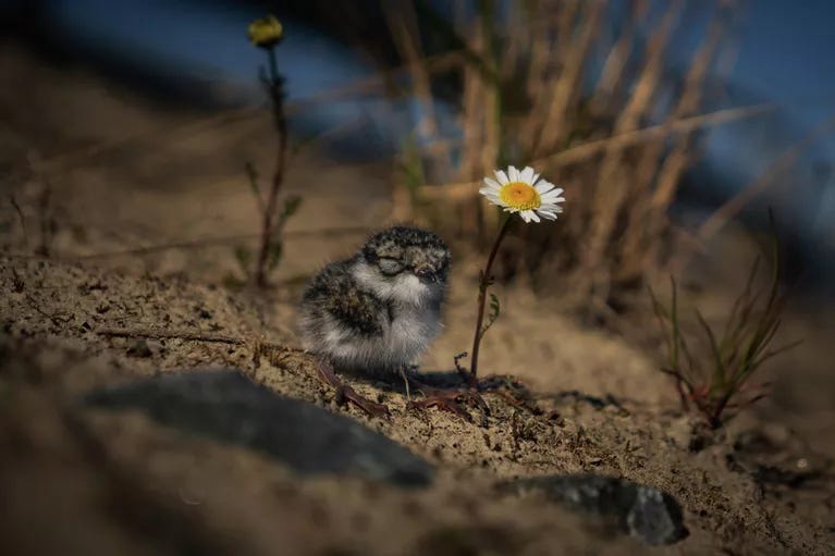 Drozdov Anton, Little friend of the daisy