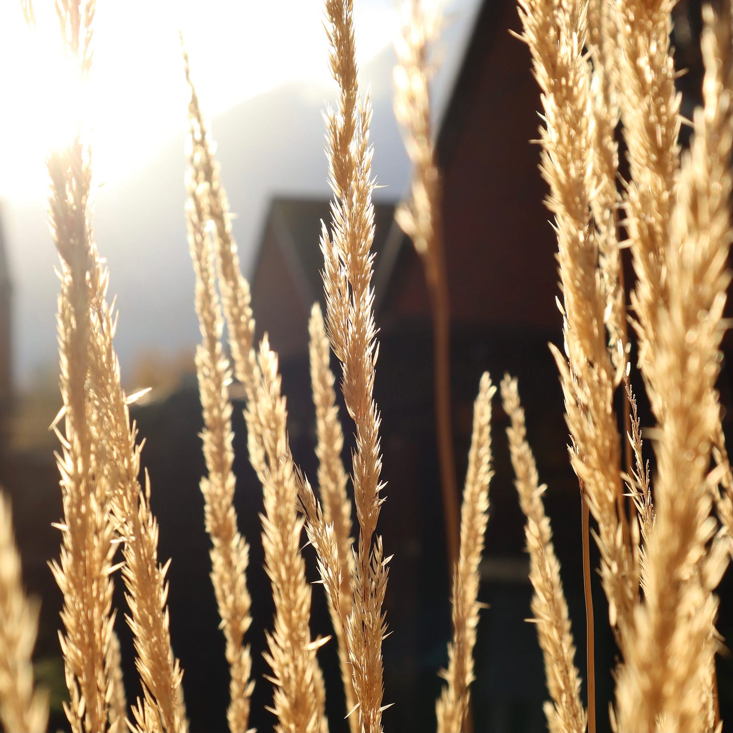 Bright blonde seed heads of Calamagrostis x acutiflora ‘Karl Foerster’ backlit by sunshine
