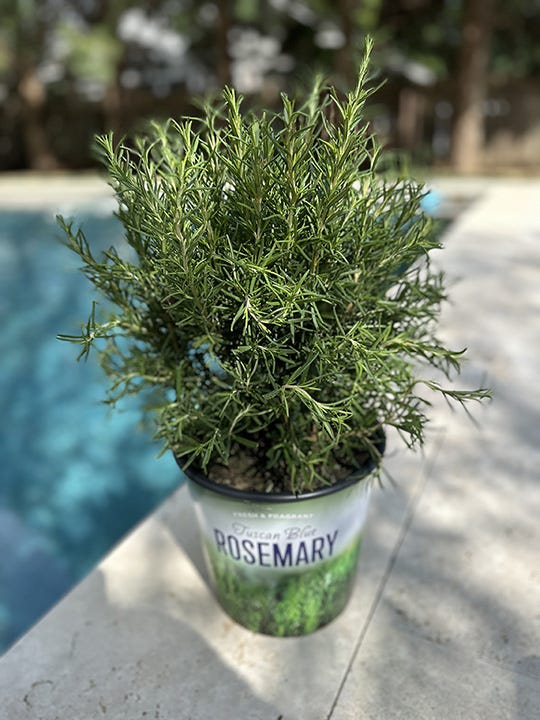 Rosemary
