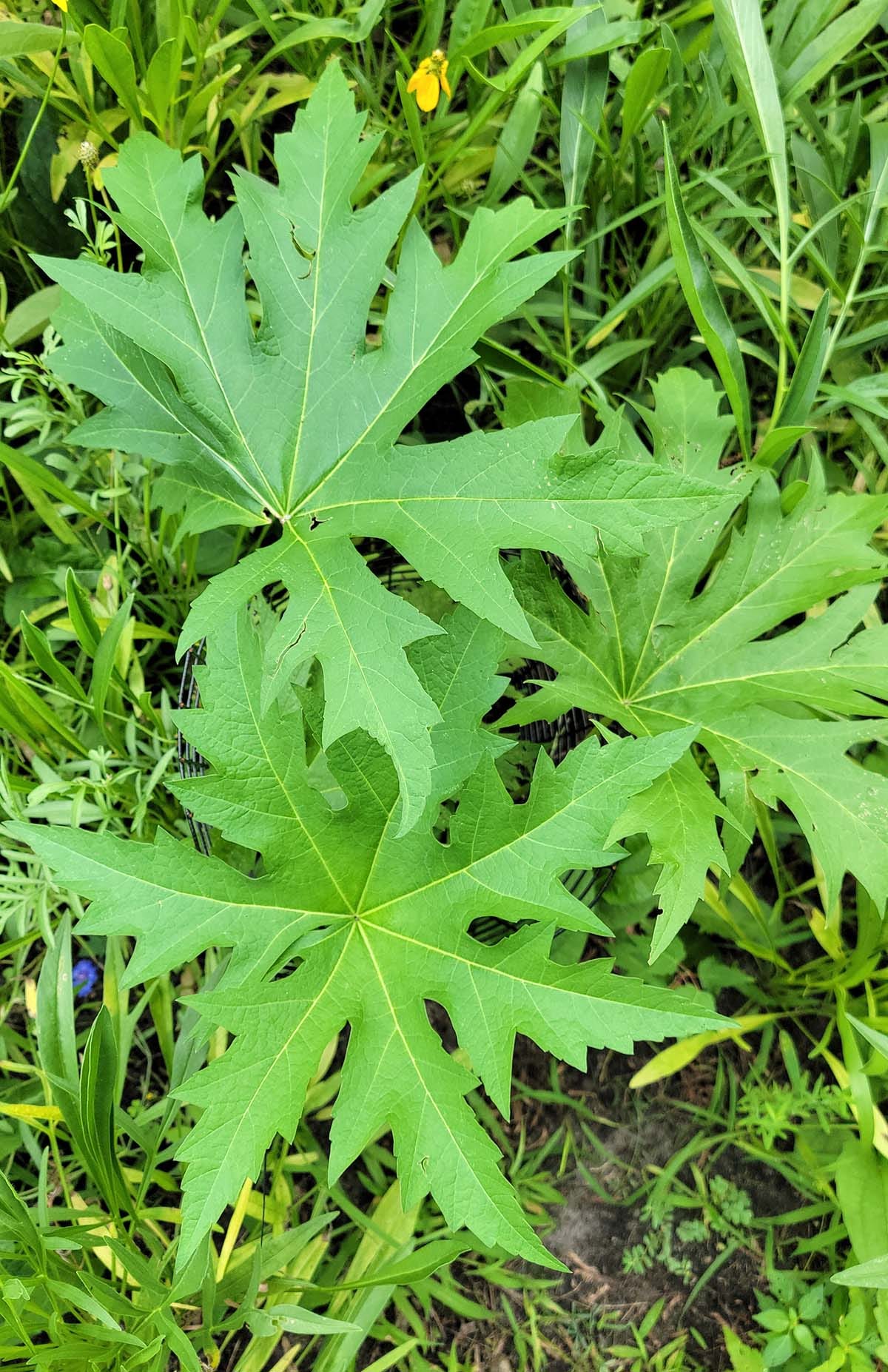Glade mallow growing.