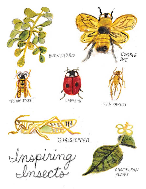 insects illustrated by Beth Spencer insects illustrated by Beth Spencer