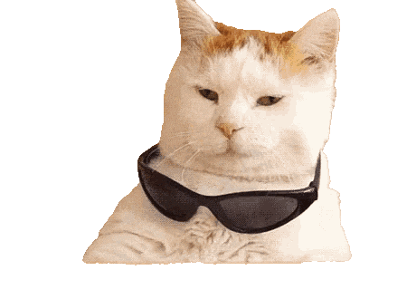 White cat wearing black sunglasses in a cool pose. White cat wearing black sunglasses in a cool pose.
