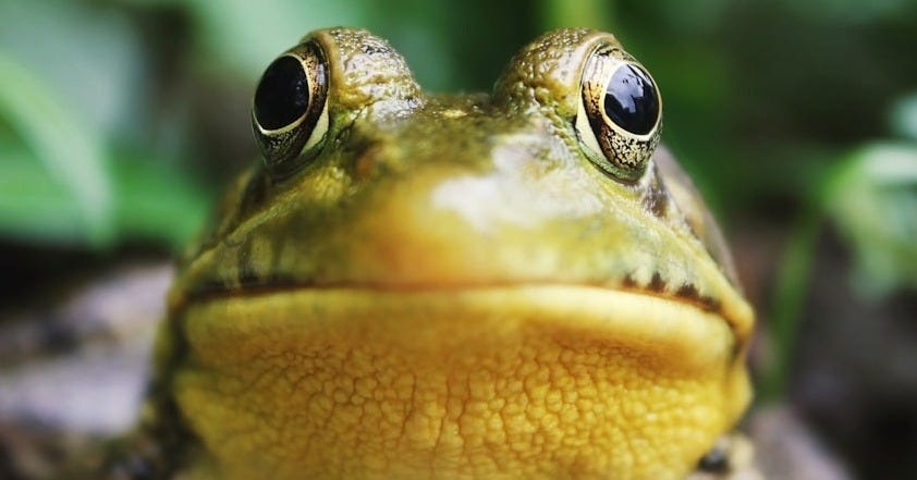 closeup photography of a frog