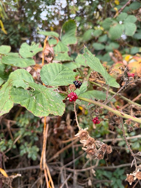 Photos of a hawthorn tree, a blackberry bush and a post with signs for the England Coast Path and Thames Path