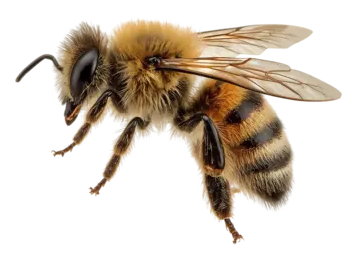 The Honey Bee PNG Transparent Images Free Download | Vector Files | Pngtree