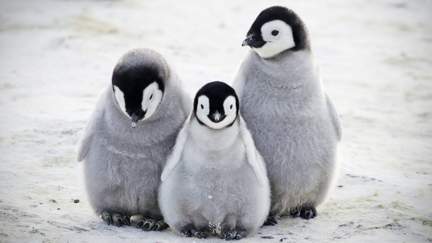 World Penguin Day: How will you celebrate the special penguin in your life? - CBBC Newsround World Penguin Day: How will you celebrate the special penguin in your life? - CBBC Newsround