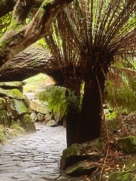 Three photographs from the Lost Gardens of Heligan, Cornwall. Images by Bee Lilyjones: a subtropical understorey of tree ferns and silvery acanthus in dappled light; a slate path passing beneath an arching tree trunk beside a tall tree fern; and a close-up of ruffled bracket fungi clustered on a lichen-covered log.