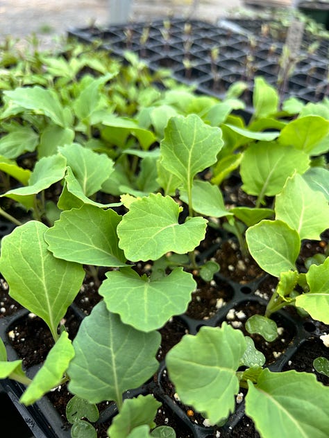 A gallery of six images: tomato seedlings in pots, many collards in a tray, many bok choy in a tray, shiso seedlings in a tray, tomato seedlings in a tray, and a brown paper bag with three stacks of green plant pots.