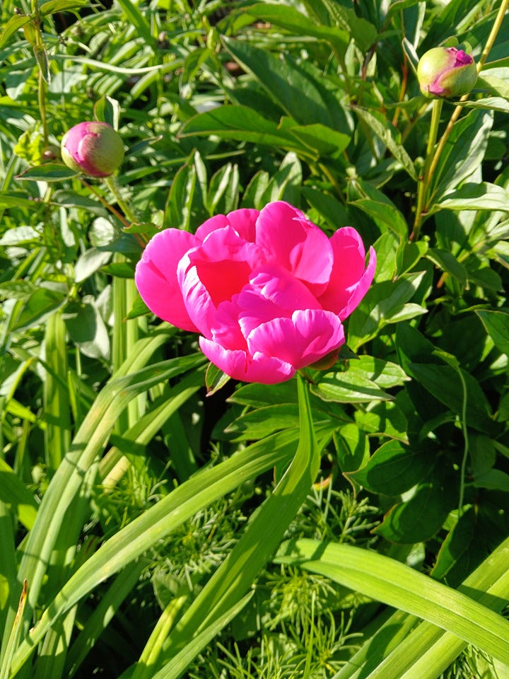 Peonies and Poppy