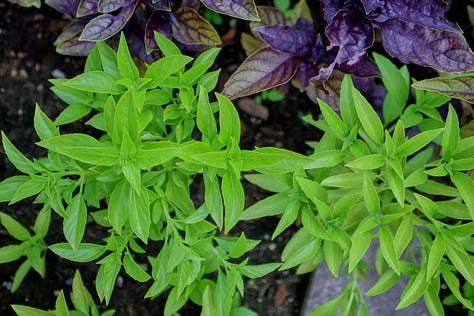 a variety of basil plants growing in an herb garden