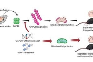 Ischemia-Reperfusion-induced GAPDH aggregates lead to cell death and paralysis, but both GAPDH-C152A expression and GAI-17 treatment can decrease the chances of post-stroke side effects.