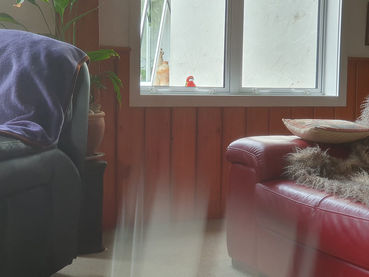 The Rosella at the wondow, looking in.