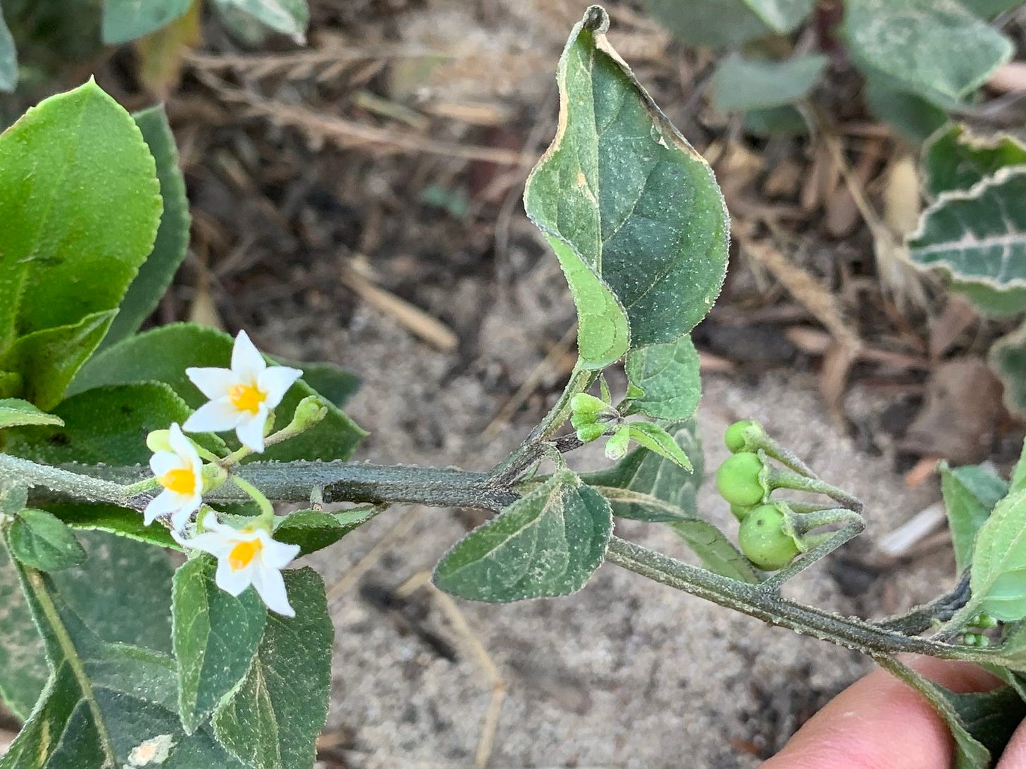 Solanum opacum [flowers, foliage, fruit - ATLAS - Bellacorella, 2021].jpeg