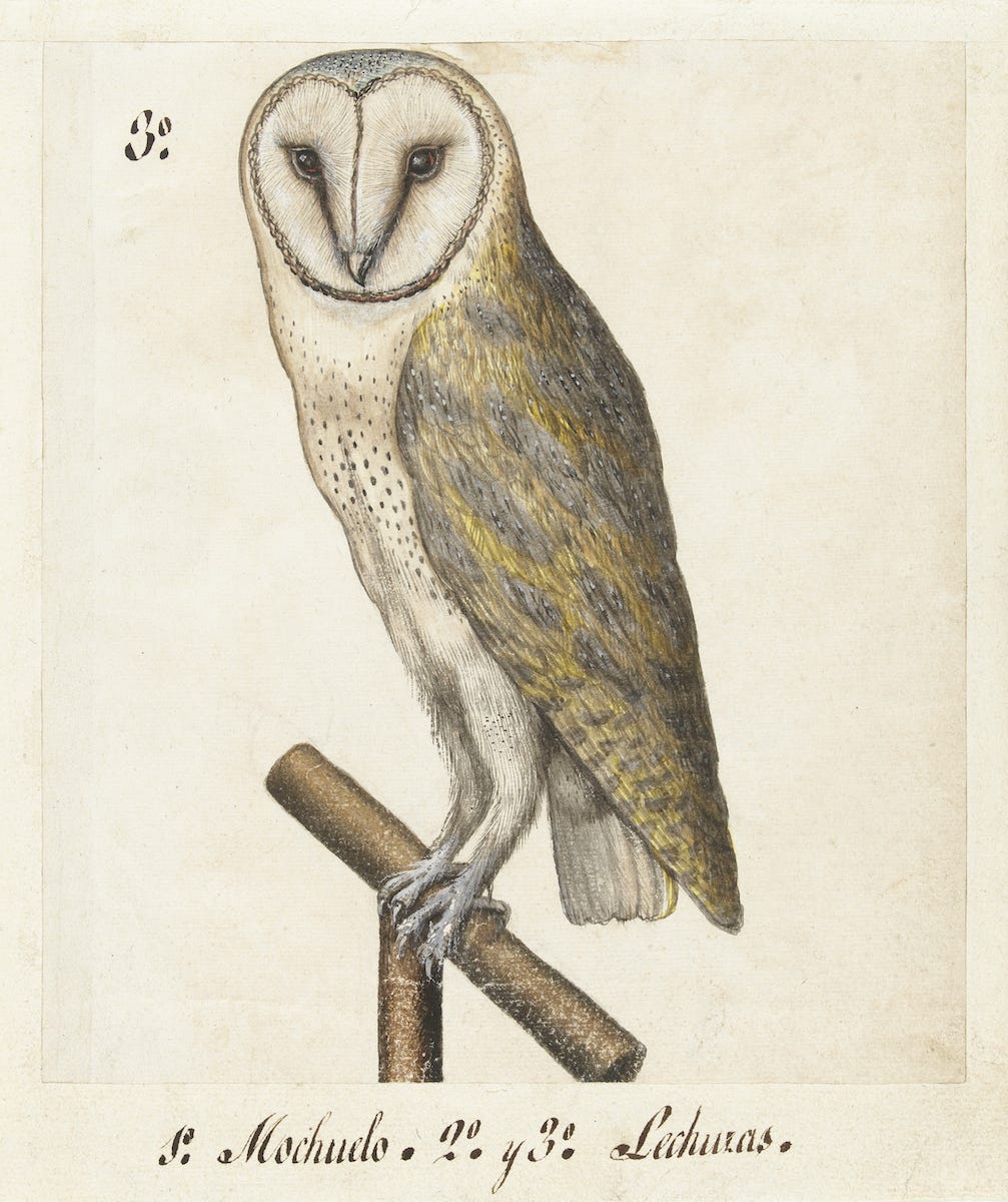 Illustration of a barn owl. Illustration of a barn owl.