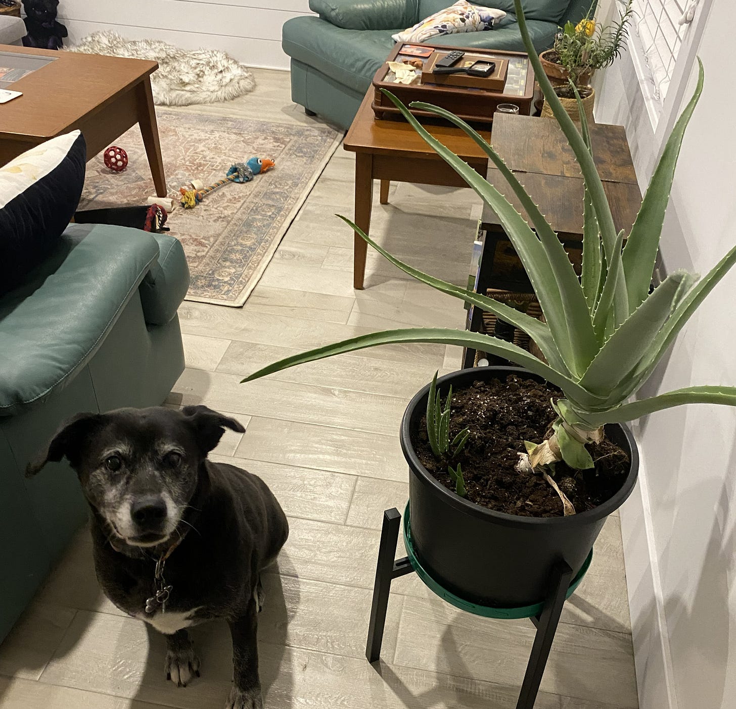 Black senior dog sitting between sofa and aloe vera plant in messy living room
