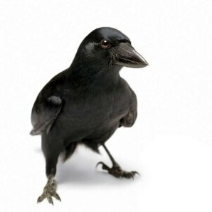 The Crow's Substack