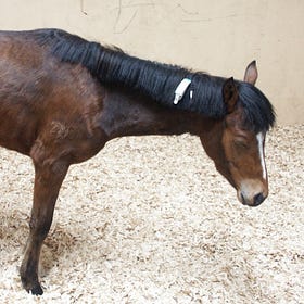 Researchers identify probable cause of equine grass sickness