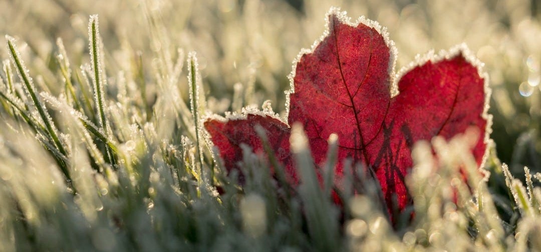 close up photo of red maple leaf on grass