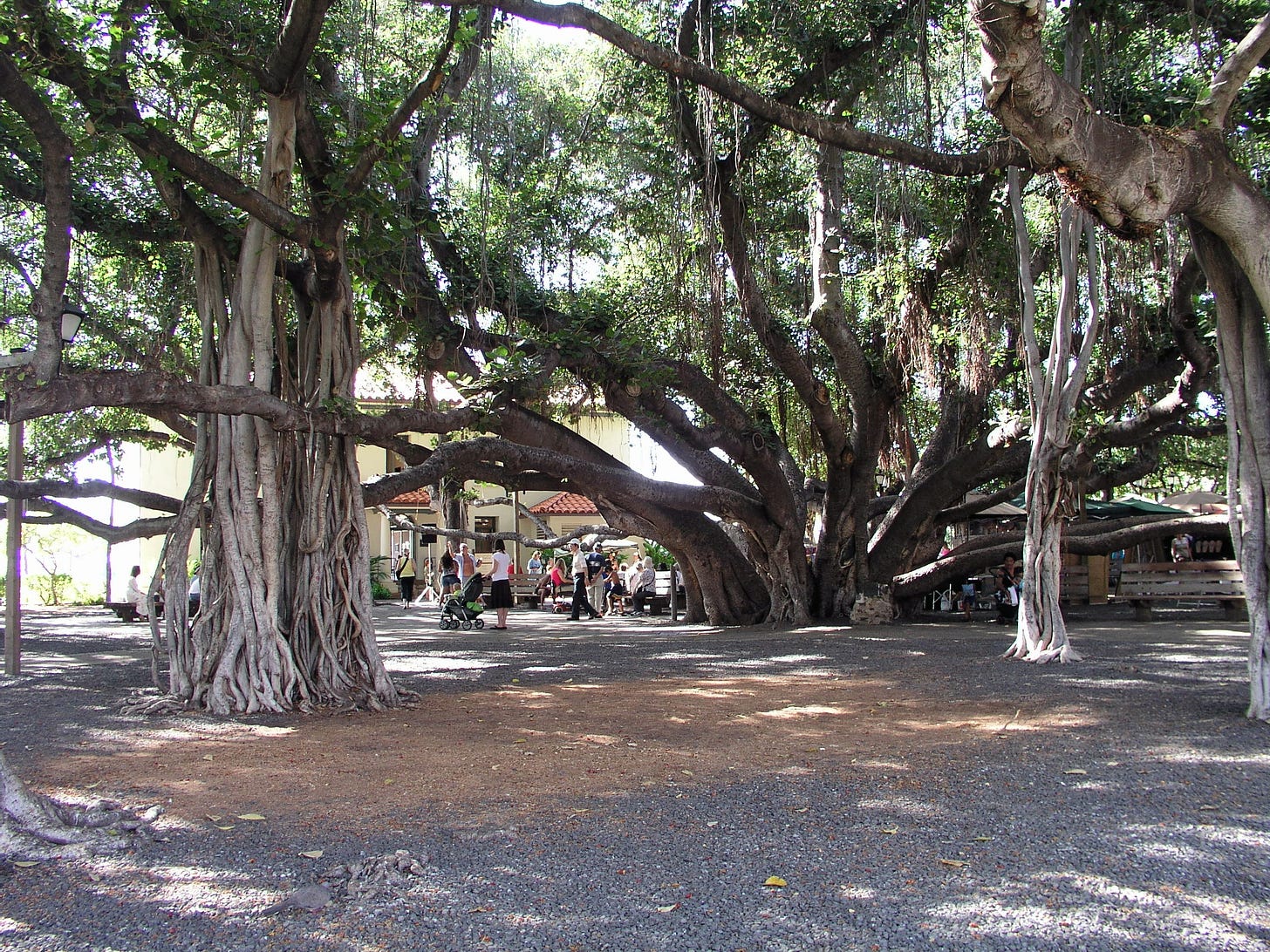 ID: Photo of multi trunk Lahaina banyan tree and aerial roots ID: Photo of multi trunk Lahaina banyan tree and aerial roots