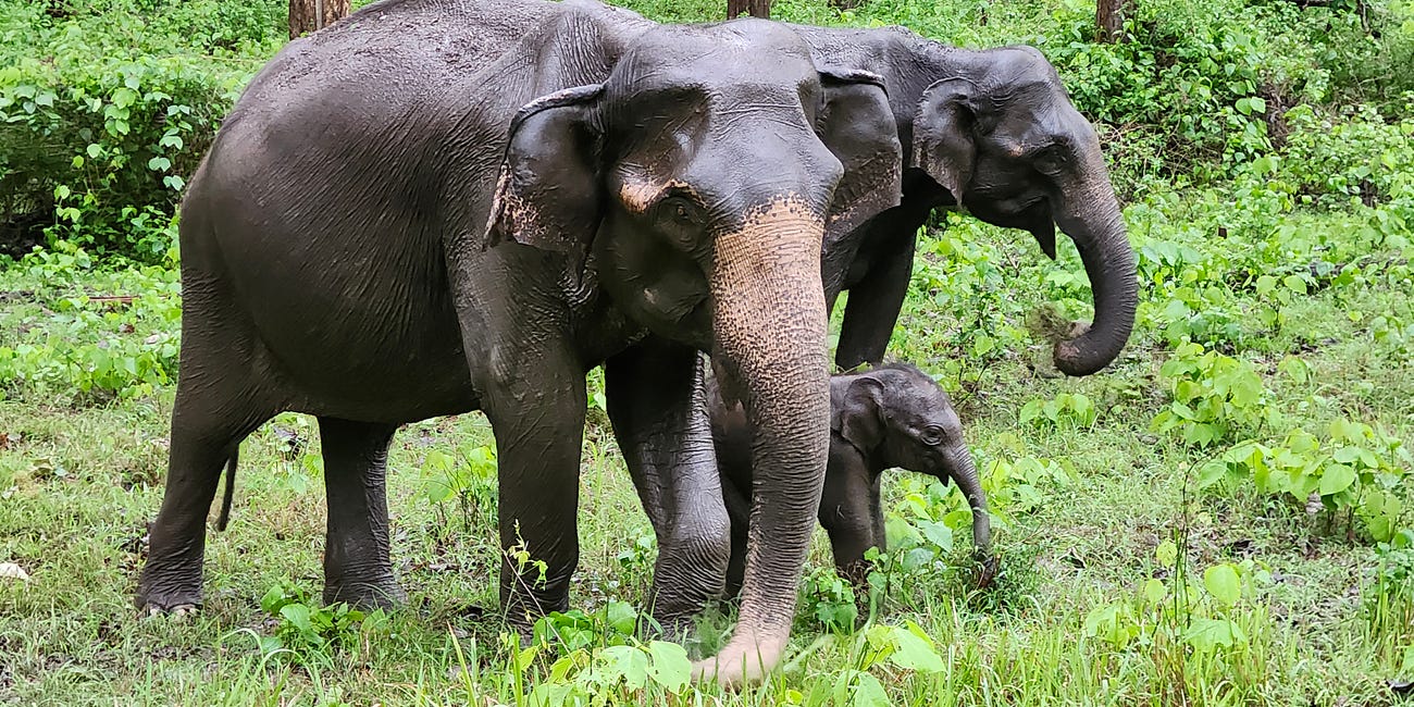 Nagarahole: An Exemplar of Conservation 