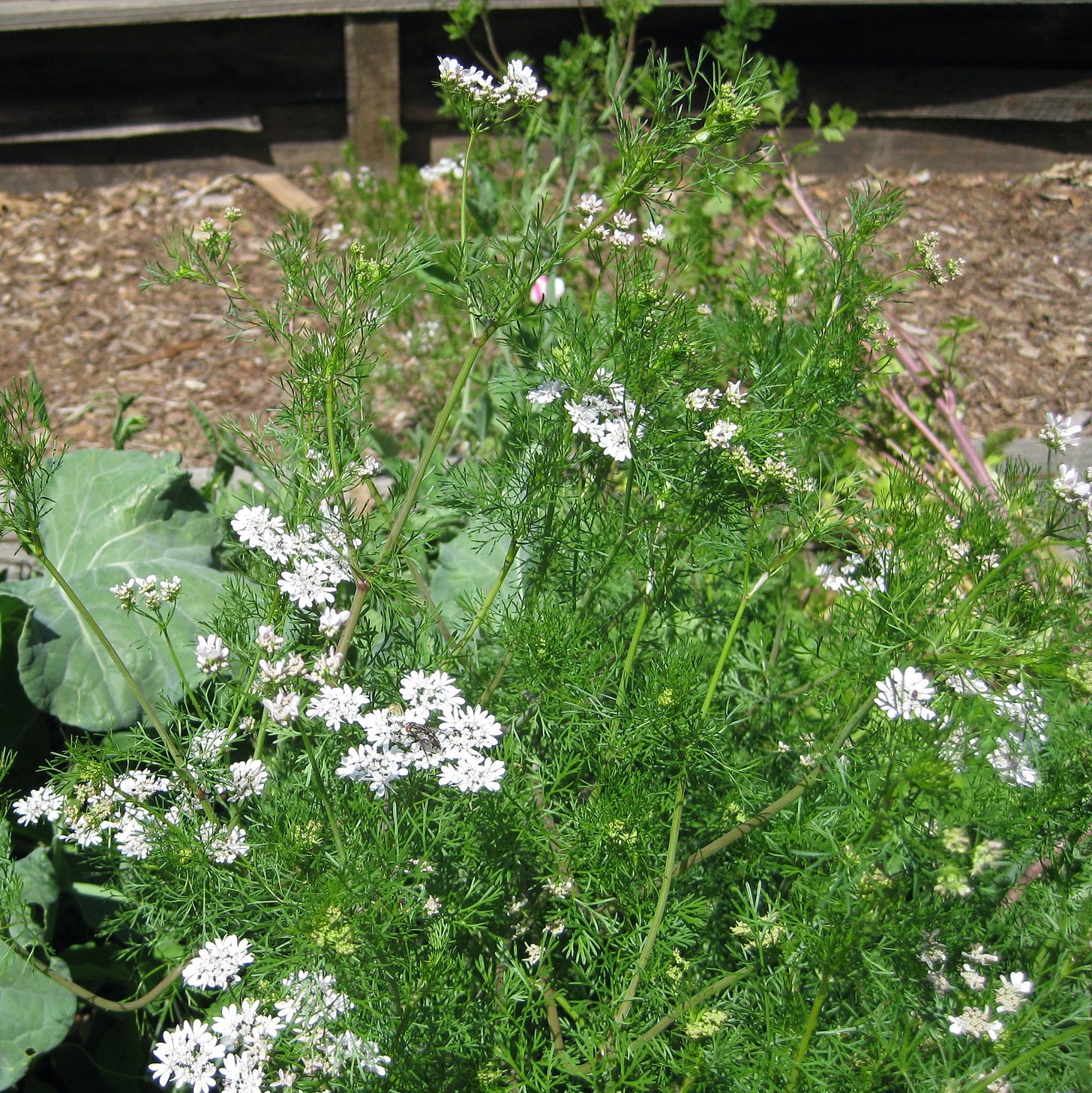 cilantro plant