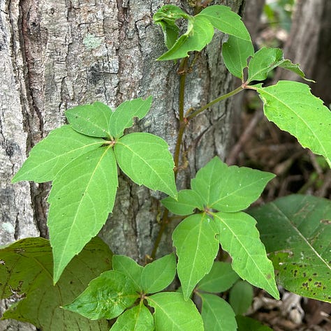 Three images of plants that are not poison ivy. The first two images feature Virginia Creeper, climbing up a tree. The last image is looking down on a light green box elder maple sapling, which tripped Nicole up but is in fact not poison ivy.