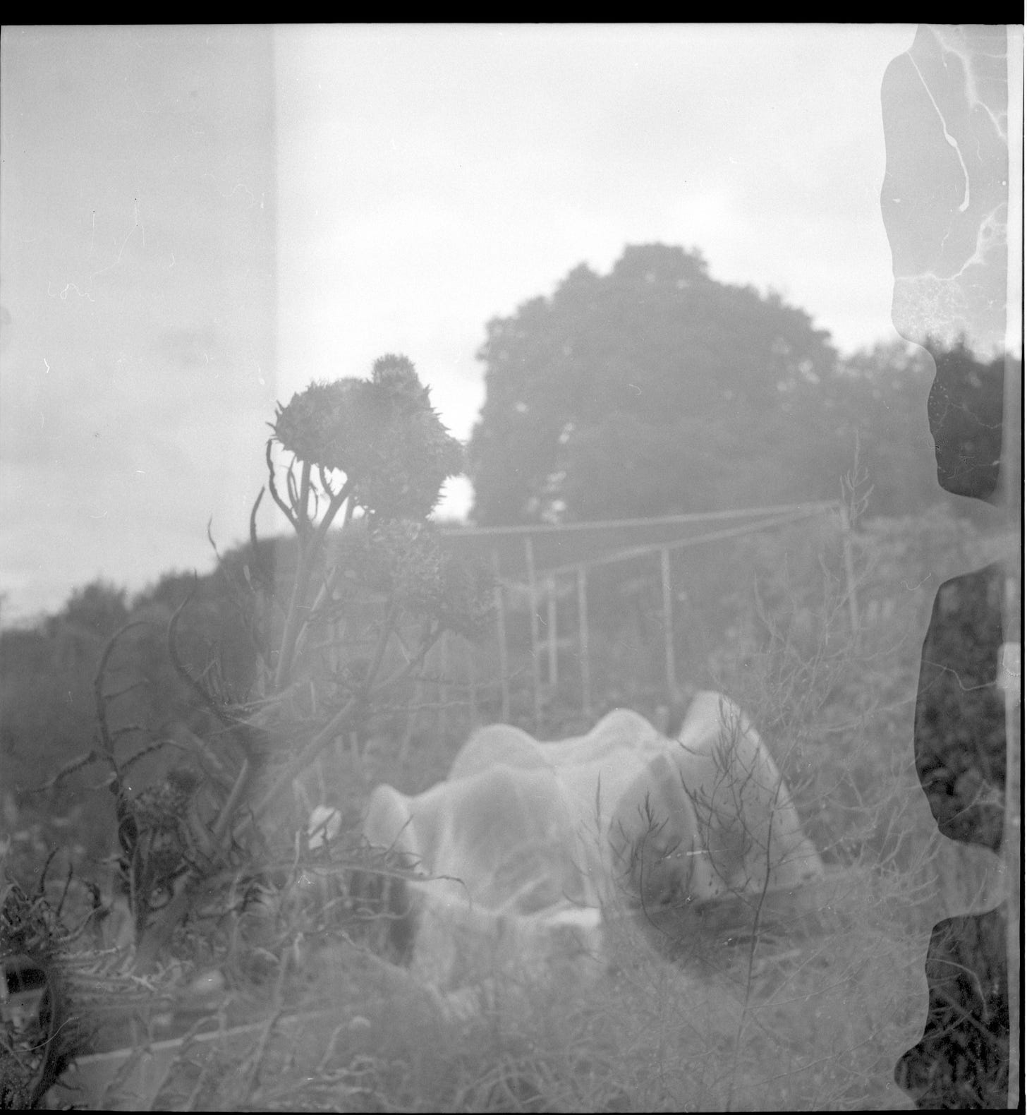An inconsistently developed black-and-white photograph shows a cardoon almost silhouetted against a white sky and the ghostly shape of a covered bed of brassicas An inconsistently developed black-and-white photograph shows a cardoon almost silhouetted against a white sky and the ghostly shape of a covered bed of brassicas
