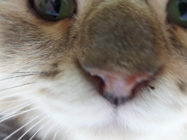 Cat Cafe Nanny Cat Cafe Nanny