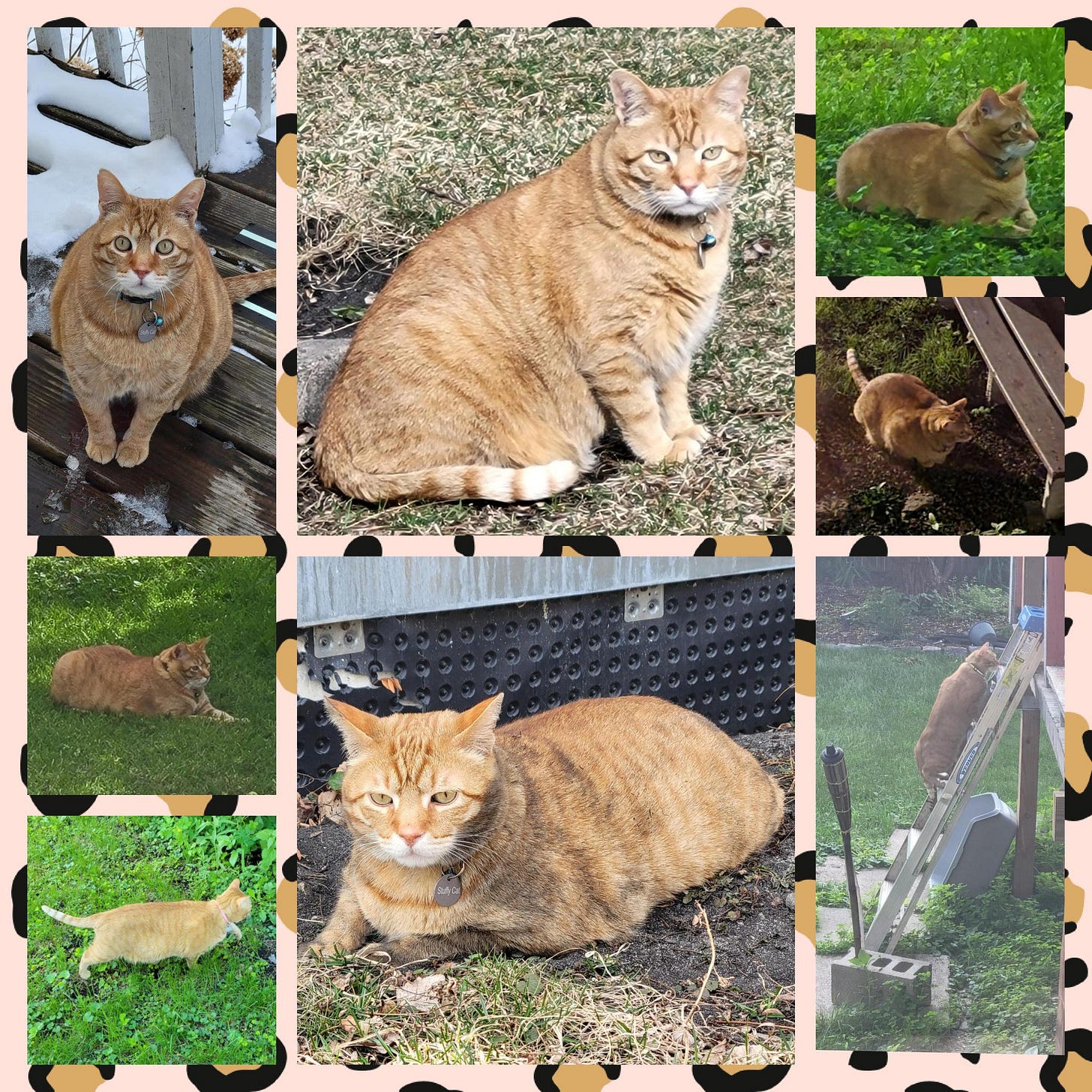 An eight photo collage of a chunky orange cat named Stuffy Cat outside in various locations doing cats things like prowling around, rolling in dirt, and climbing up a ladder.
