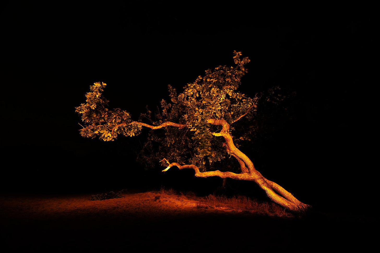 Crippled Oak – Bergen Duinen | Martin Doerken