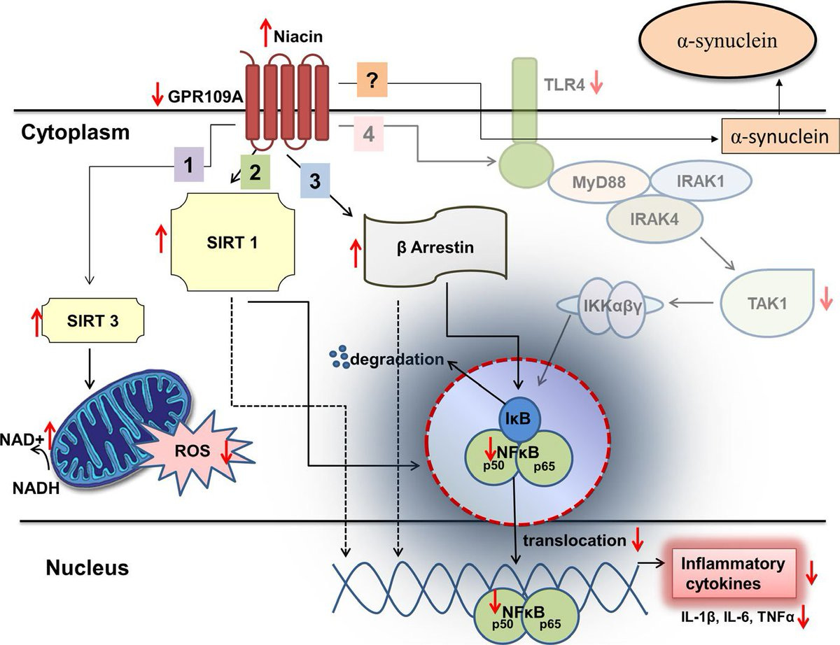 13/
In "Niacin for Parkinson’s disease" (2019) Seamon et al. described how the inflammatory pathways regulated by niacin through GPR109A receptor in neuronal cells and the role of niacin in reducing
neuroinflammation in PD.

 