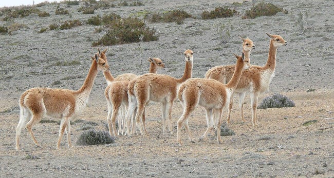 5 ou 6 vigonges en vadrouille. Leur pelage est proche de celui de la gazelle, leur silhouette entre le lama et l'alpaga. L'une d'entre elle regarde l'objectif —ou plus probablement le photographe 5 ou 6 vigonges en vadrouille. Leur pelage est proche de celui de la gazelle, leur silhouette entre le lama et l'alpaga. L'une d'entre elle regarde l'objectif —ou plus probablement le photographe