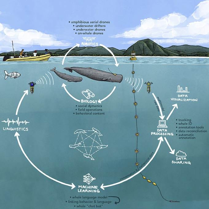 A diagram of a whale in the water

AI-generated content may be incorrect.