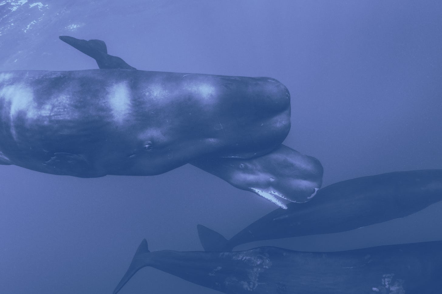 Research Confirms Sperm Whale Head Can Sink Ships