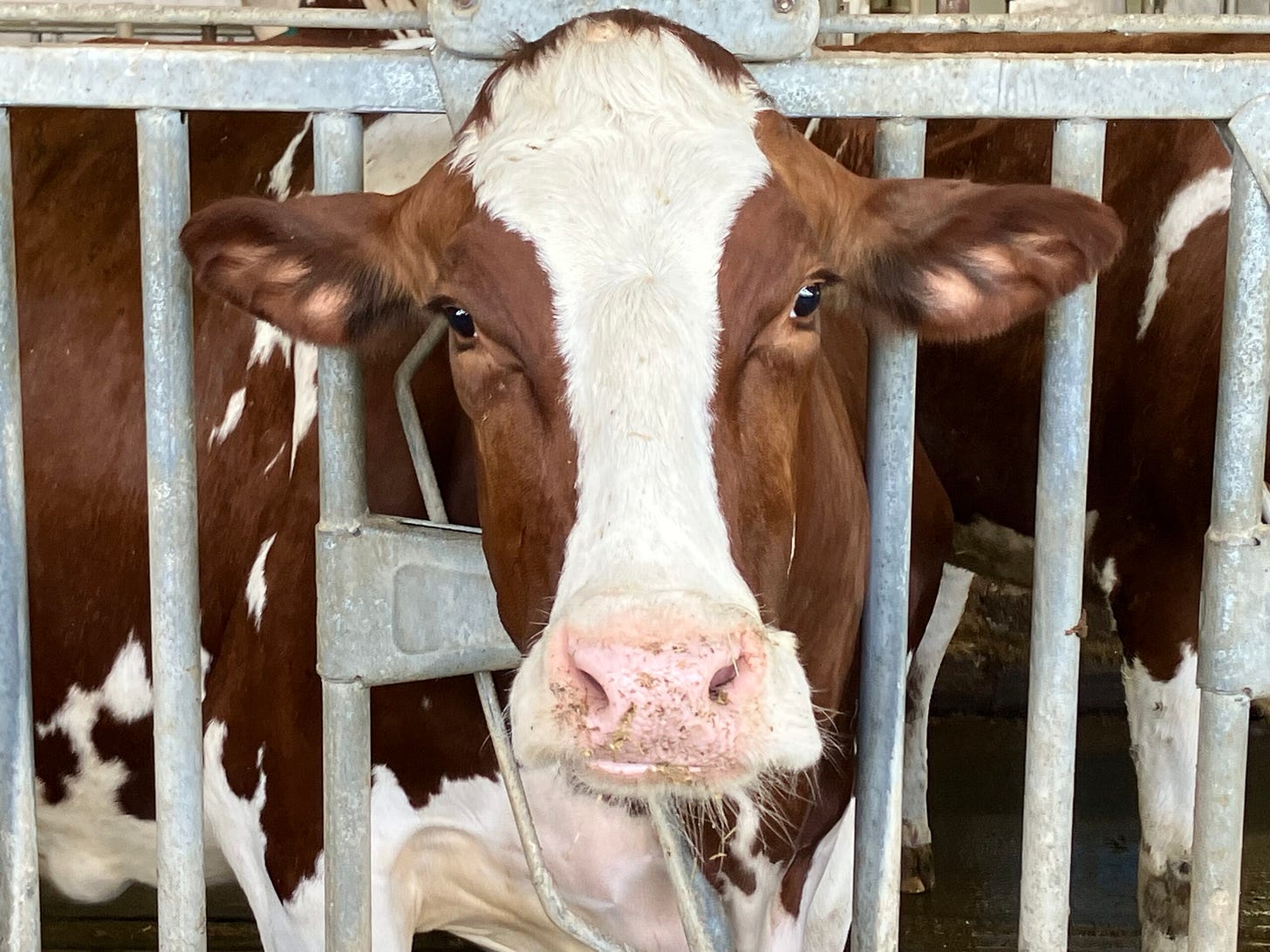 CAFO dairy cow