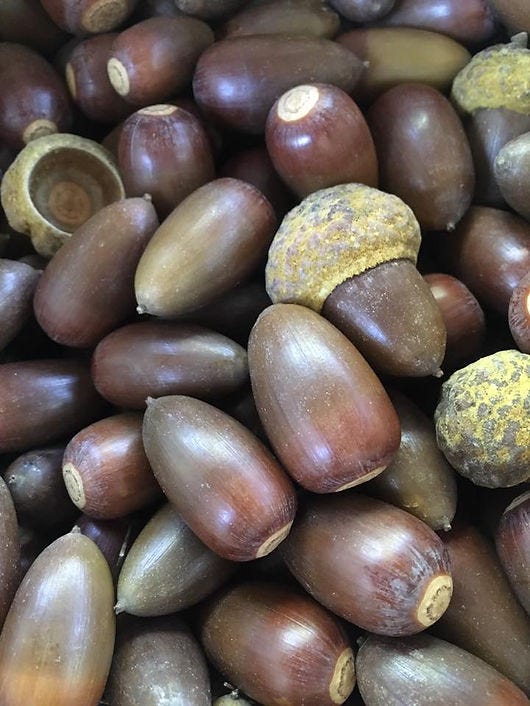 Acorns.jpg