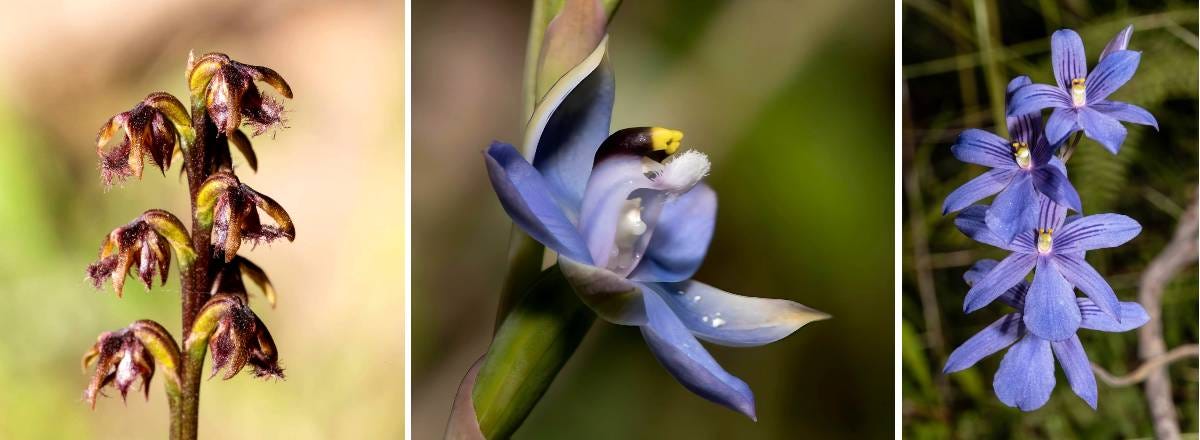 blue mountains orchids blue mountains orchids