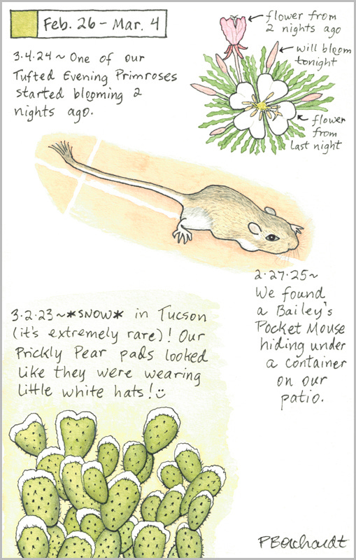 Perpetual Journal, week of Feb. 26 - Mar. 4: Bailey’s Pocket Mouse (2025); Tufted Evening Primrose in Bloom (2024); Snow in Tucson (2023) Perpetual Journal, week of Feb. 26 - Mar. 4: Bailey’s Pocket Mouse (2025); Tufted Evening Primrose in Bloom (2024); Snow in Tucson (2023)