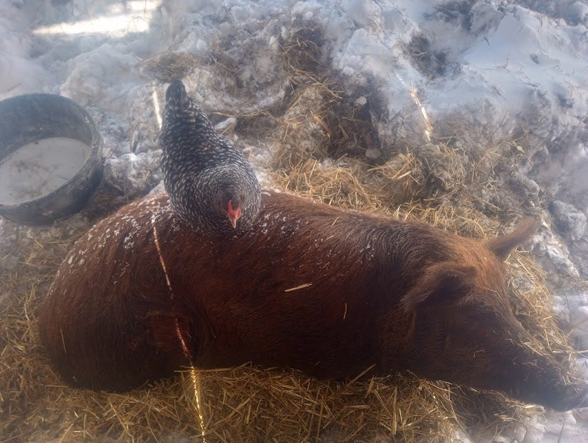 A pig lays in hay, surrounded by snow. A spotted chicken rests on top of the pig.