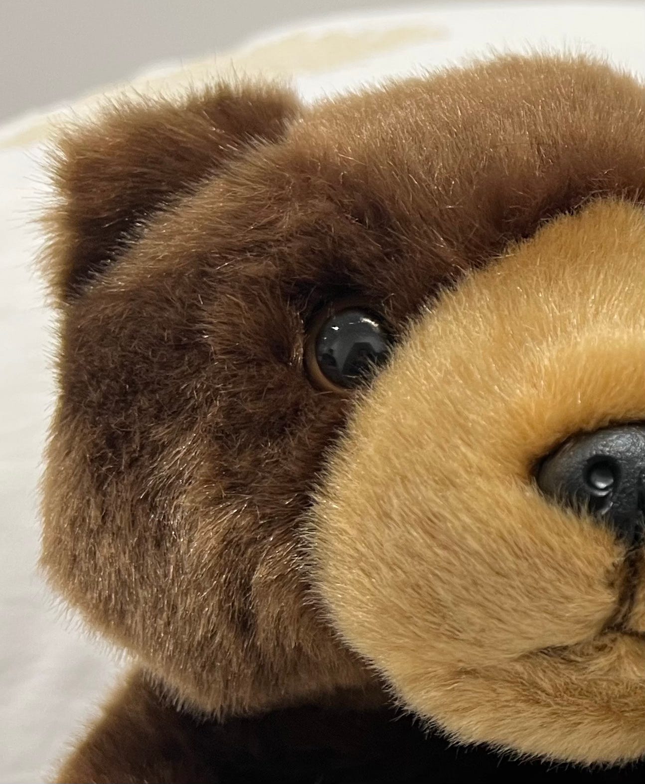 A plush bear stares into your very soul.