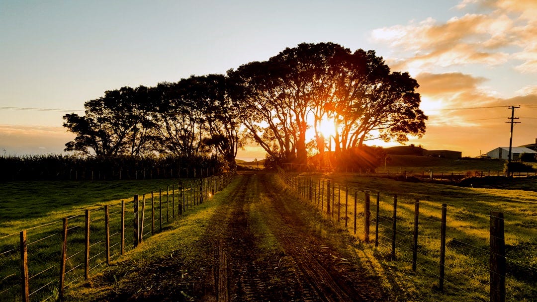 road in between brown wooden fences