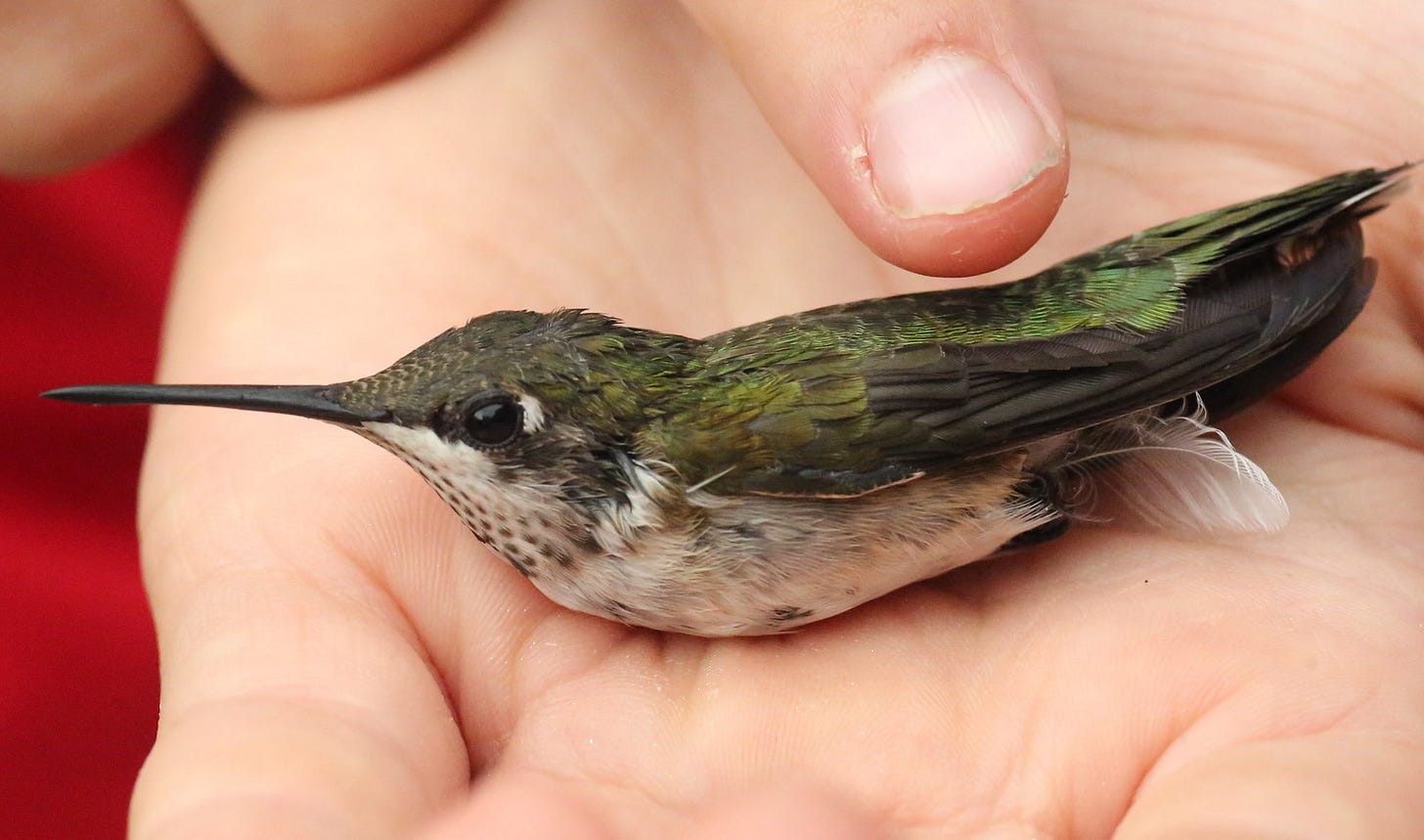 Injured hummingbird in a person’s palm receiving tender loving care.