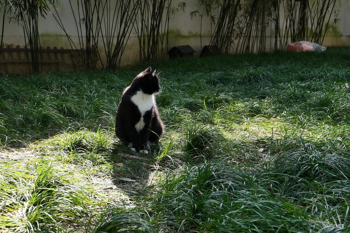 我在苏州逛园子之西园寺-雅余