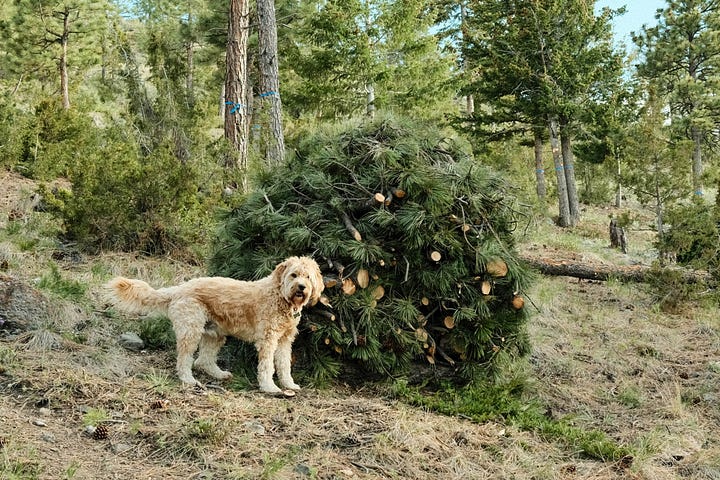 Fuji photographs of life in Montana by Tyler Knott Gregson