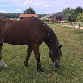Global Equine Endocrine Symposium showcases latest pioneering work