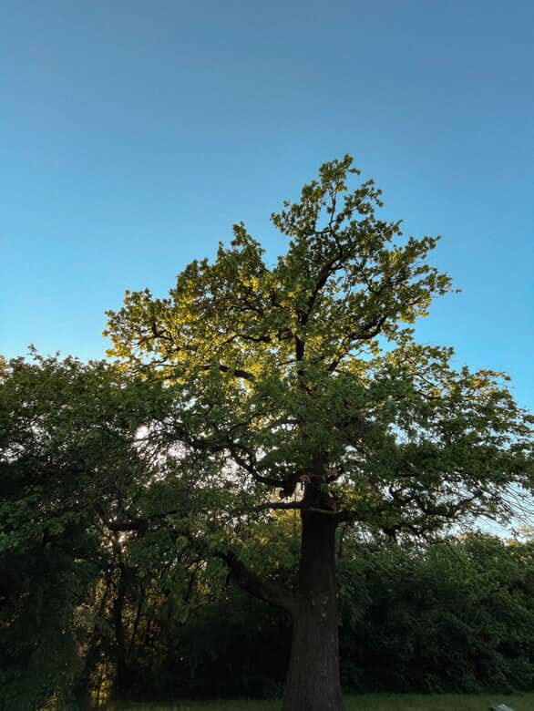 1) An ant’s eye view of a thick tree trunk & sunlit leaves. 2) A dirt path leading into a shadowed forest. 3) A stone path among trees & grassy areas. 4) A large tree reaching into a bright blue sky.